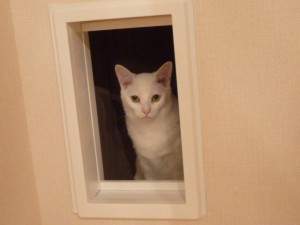 実例も紹介 狭くても大丈夫 猫がゴキゲンになる部屋づくり5つのポイント みんなのペットライフ
