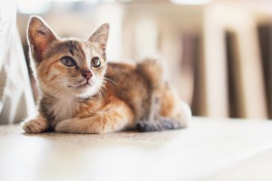 実例も紹介 狭くても大丈夫 猫がゴキゲンになる部屋づくり5つのポイント みんなのペットライフ 実例も紹介 狭くても大丈夫 猫がゴキゲンになる部屋づくり5つのポイント みんなのペットライフ