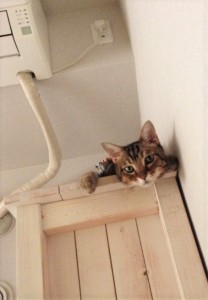 実例も紹介】狭くても大丈夫！ 猫がゴキゲンになる部屋づくり5つの 