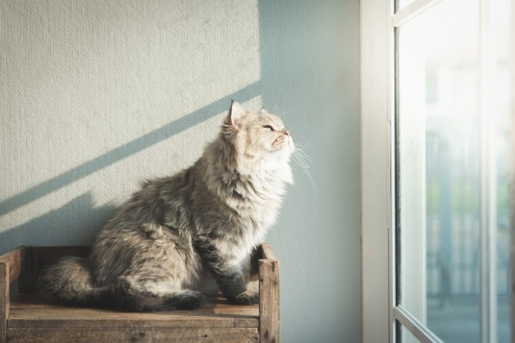 実例も紹介 狭くても大丈夫 猫がゴキゲンになる部屋づくり5つのポイント みんなのペットライフ