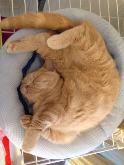 クールベッドでおやすみ中のきなこちゃん♡ <br>心地よさそうな表情だけど、その格好寝づらくない！？( ﾟДﾟ)