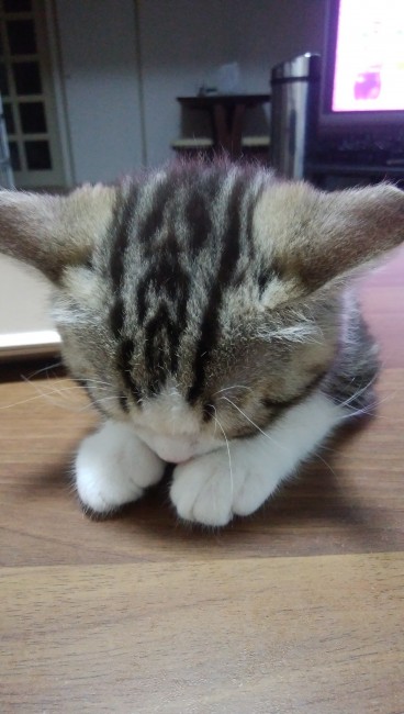 ぷぅくんは朝がちょっと苦手みたい。<br>太陽がのぼっても夢の中から抜け出せません…( ˘ω˘ )