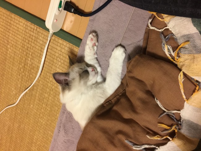 冬いえばやっぱりこたつ！<br>こたつでうたた寝するパールちゃんも、日本の冬を満喫しているようです♪