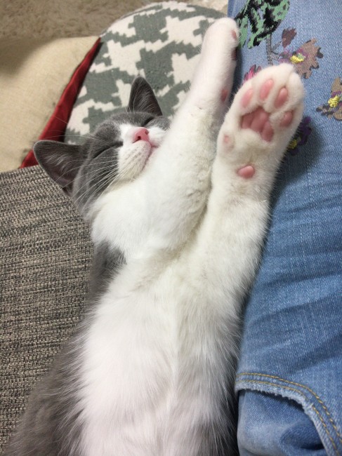 無防備にも肉球をさらけだしたままのしらすくん。<br>そんなおてて見せられたらツンツンいたずらしちゃうぞ～♡