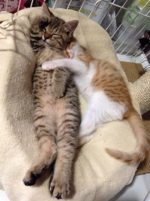 ココアくんとモコちゃん兄妹は、ふたりなかよくお昼寝タイム♡<br>「敬礼ポーズ」してるモコちゃんは、お巡りさんになった夢でも見てるのかな？