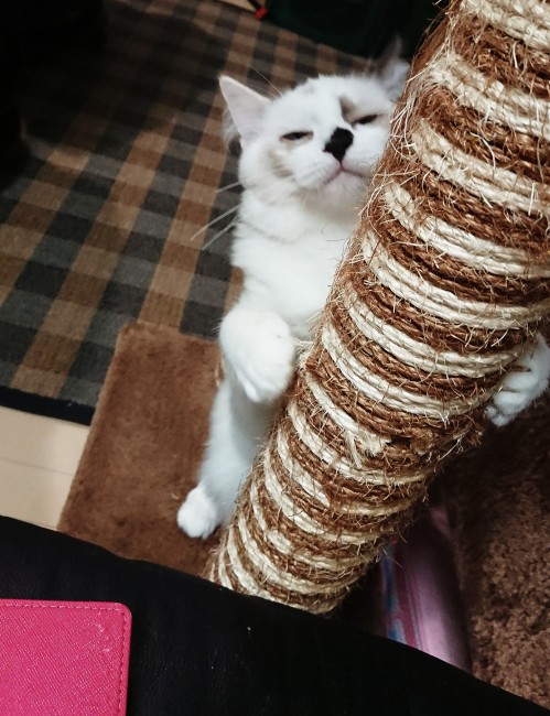 爪とぎしながら眠る（？）花凛ちゃん。<br>「眠いけど…まだ遊びたいニャ」って声がいまにも聞こえてきそう♪