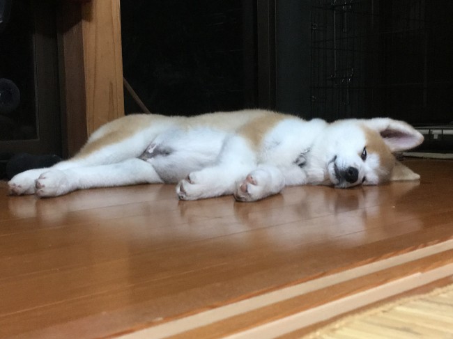 翌日の台風に備えて、いつもの倍を散歩したレイくん。<br>その寝顔からは、ハンパない疲労感がにじみ出ています……。