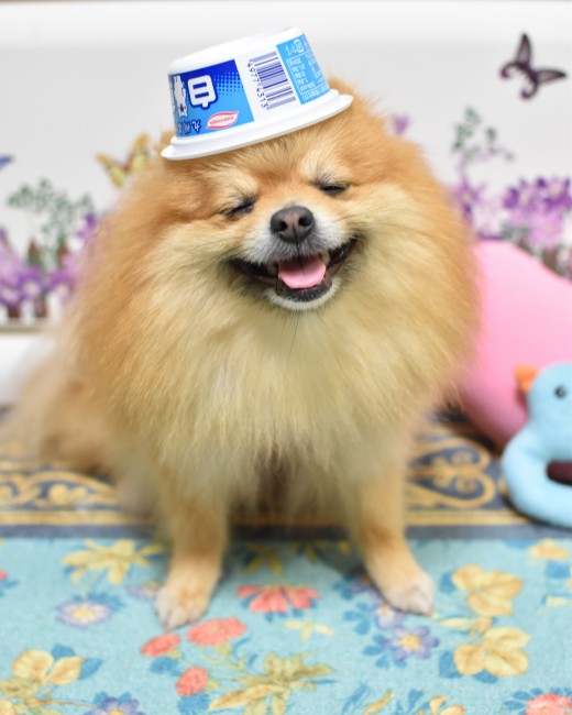 暑～い日には、アイスのカップ帽子がオススメ！？<br>こももちゃんのお顔、ホントに「冷た～い！」って感じです( *´∀｀)