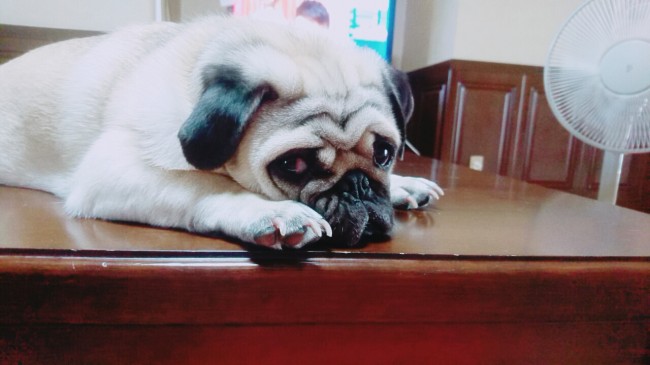 もぐぞうくんは、これからおうちでお留守番。<br>ママに「いい子にしててね！」と言われて、ふてくされモード♡