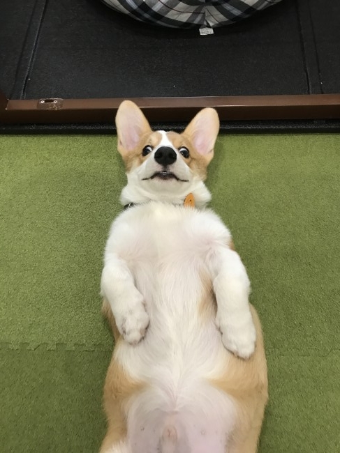 「ハウス」と言われてビックリするライアンくん。<br>くつろいでる最中だったのかな？ 「イヤイヤ、無理だから！」と言わんばかりの表情♡