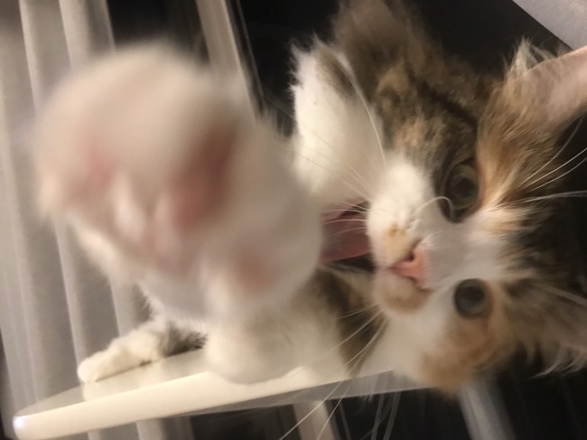 カメラに向かって、ねこぱーんち！<br>ちゃるちゃんのモフモフおててになら、いくらでもパンチされたくなっちゃう( *´∀｀)