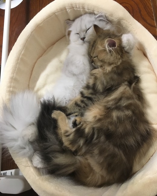 妹に腕枕してあげるレイちゃん。 <br>モフとモフの相乗効果、その威力はバツグンです…( *´Д｀)