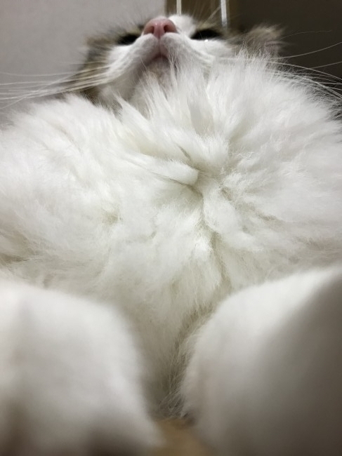 レアなアングルからパシャリ！<br>エミリーちゃんの天然えりまきがあれば、寒い日もぬくぬく♡