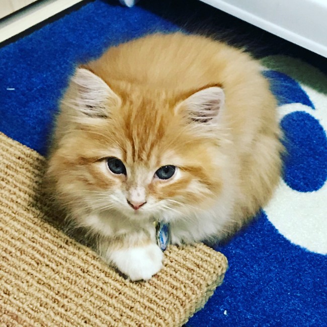 まあるくなって、ちょこんとおすわりするハリーくん。<br>このフォルム、なんだかおまんじゅうを彷彿とさせます…♪