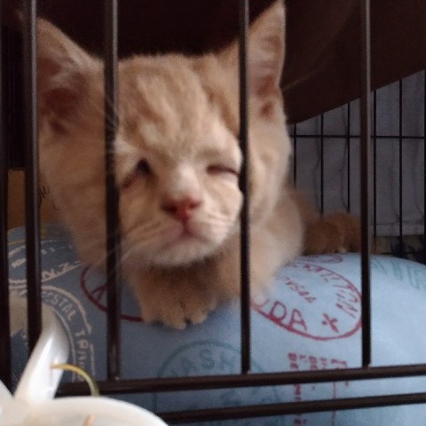 遊んでアピール中してたら、たまたま変顔に！<br>やんちゃ小僧のがじゅまるくんだからこそ、この顔を生み出せたんでしょうね♡