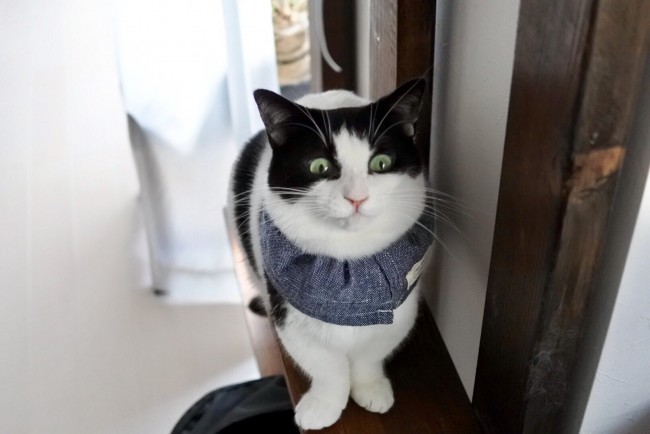 いまにも「しめしめ…」と言い出しそうなウルくん。<br>ニャンコらしからぬコミカルな表情、クスッとなっちゃいます♡