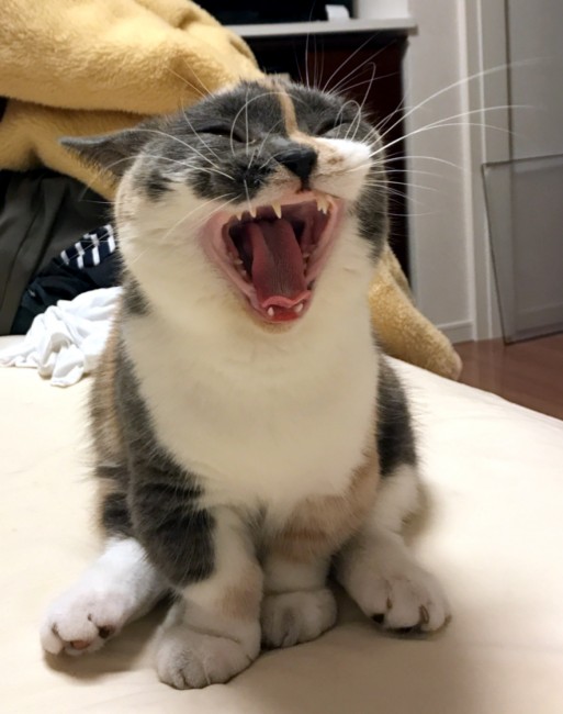 あくびする小梅ちゃんをパシャリ。<br>ちっちゃなキバをむきながら、まるで雄叫びあげてるみたい(「・ω・)「