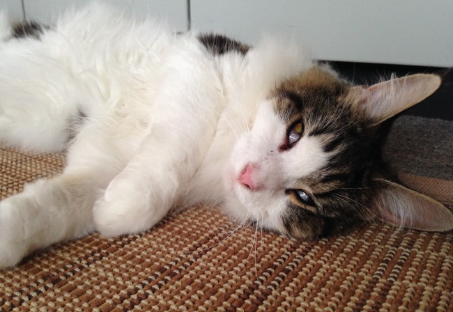 ぐっすりおやすみ中のラッキーちゃん。<br>うっすら目が開いてるけど、ね、寝てるんだよね……？(`・д´・ ；)