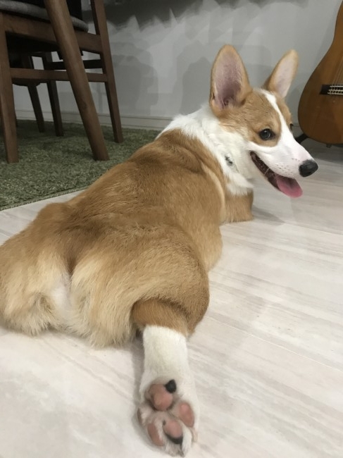 尻フェチ必見 ワンちゃんのカワイイおしり画像7選 D みんなのペットライフ 尻フェチ必見 ワンちゃんのカワイイおしり画像7選 D みんなのペットライフ