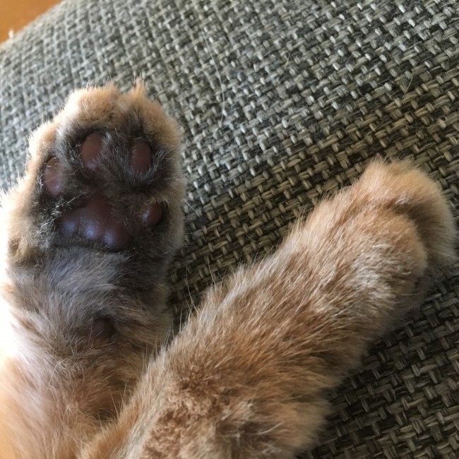 こちらは二コちゃんの肉球♥<br>ソマリは、ニコちゃんのようなこげ茶～ピンクの肉球が多いようですね！