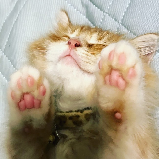 ばんじゃーいポーズでおやすみ中のハリーくん。<br>ベビーピンク色の肉球は、ぷにぷに感満載ヽ(○´w｀○)ﾉ