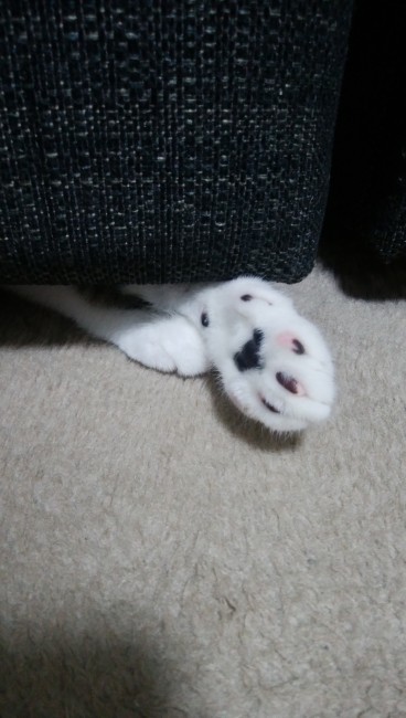 ぷぅくんの肉球は個性的なピンク×黒のまだら色♡<br>にょきっと飛び出たおててに、ついイタズラしたくなっちゃう♪