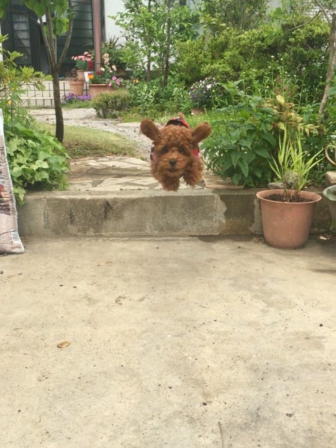 大好きな飼い主さんに向かって一直線！<br>ふわっと立った耳が、ココちゃんのかわいらしさを際立たせています♡