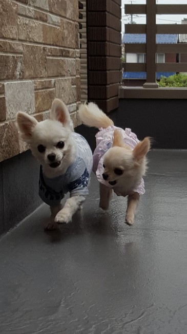 ベランダで遊ぶ、北斗くん&來羽くん。<br>楽しすぎて心も体もフワフワ浮いちゃってますよー♪