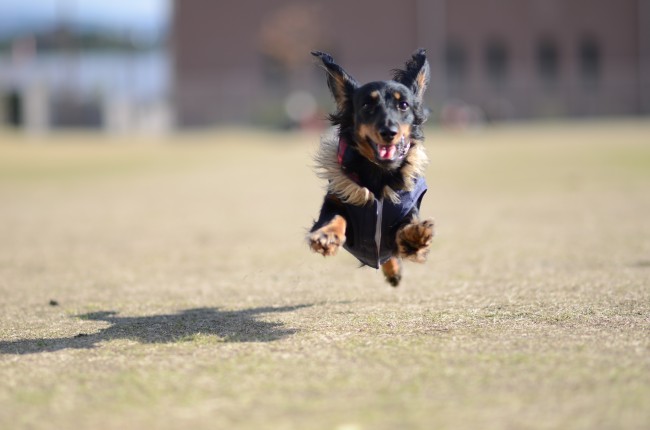 身軽なDurandalくんなら、こんなジャンプはお手のもの？<br>見事な空中浮遊っぷり、撮影した飼い主さんにも拍手です♡