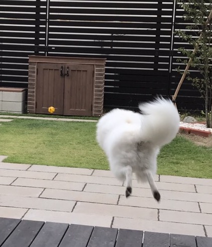 ウッドデッキから庭めがけてジャーンプ！<br>今日もしらたまくんのモフモフしっぽは健在です( *´Д｀)