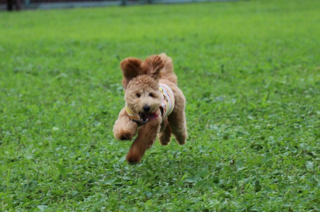 元気いっぱいのココちゃん。<br>ニッコリ笑顔をカメラに向けて、とっても楽しそうに飛んでいます♡