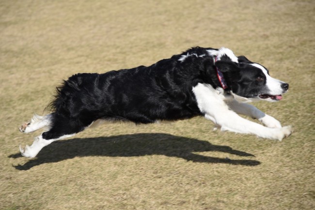 Aegisちゃんの躍動感あふれるワンショット！<br>全身を使ったジャンプ、運動神経バツグンですね(ﾟ∀ﾟﾉﾉﾞﾊﾟﾁﾊﾟﾁ♪