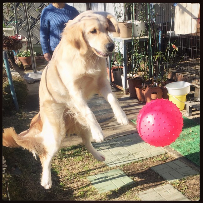 ボール遊びをするクララちゃん。<br>ボールと一緒にジャンプ！……って、それじゃ意味なくない？( *´艸`)