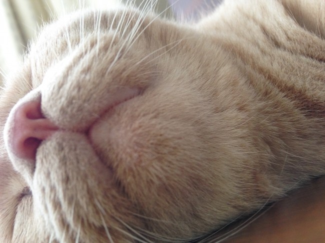 きなこちゃんの寝顔をパシャリ♪<br> 下からみたニャンコの口元って、なんとも言えない魅力がありますよね(〃'ω')
