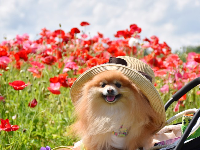 こももちゃんは紫外線が気になるお年頃♪<br>オシャレな麦わら帽子をかぶって、満面の笑顔( *´∀｀)