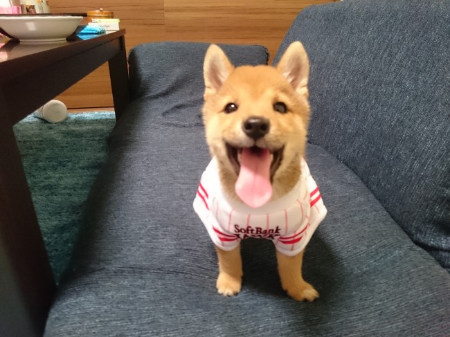 推し球団のユニフォームを着たコテツくん。<br>テレビ越しに応援してたのかな？ ちょっと疲れて休憩中♡