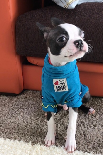 お気に入りの洋服にちょっぴり得意顔のイギーくん。<br>「どう？ 似合うでしょ？」と言ってるようにも見えますね！