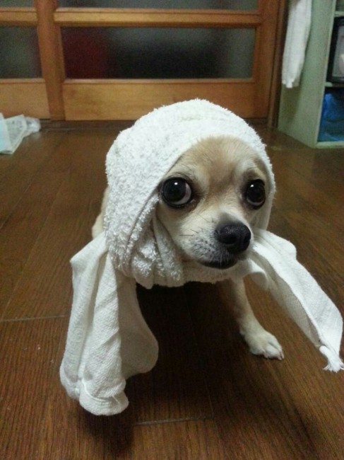 これぞ日本が誇るファッションスタイル！？<br>ほっかむりしたちゃみちゃん、味があってステキ♡