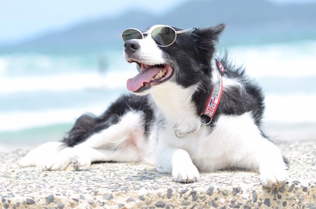 真夏の太陽を浴びながら、リゾート満喫中のAegisちゃん。<br>雑誌の表紙を飾れそうなくらい、センス抜群の一枚です(*'∀')