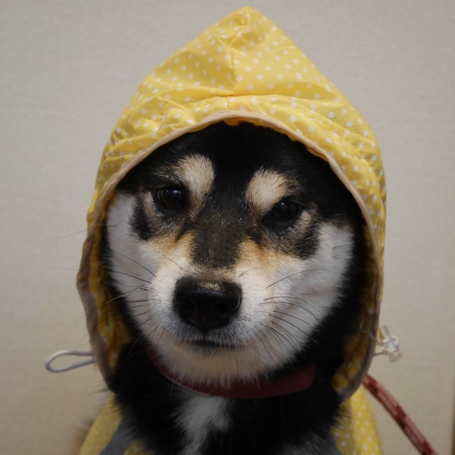 雨の日だってオシャレしたい！<br>ハナちゃんは黄色の水玉カッパを着て、ビシッとキメ顔♪