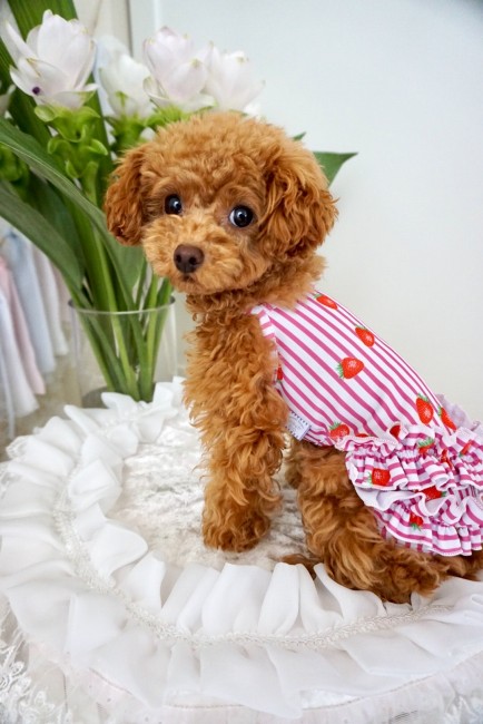 はじめての水着にちょっとドキドキ？<br>おすまし顔のメリアちゃん、しましまイチゴ柄の水着がお似合いです♡