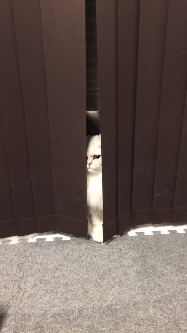 いつにもなく鋭い目をしたはんなちゃん！<br>こっそり隠れて、お兄ちゃんの様子をうかがっています]ω・)ｼﾞｰ