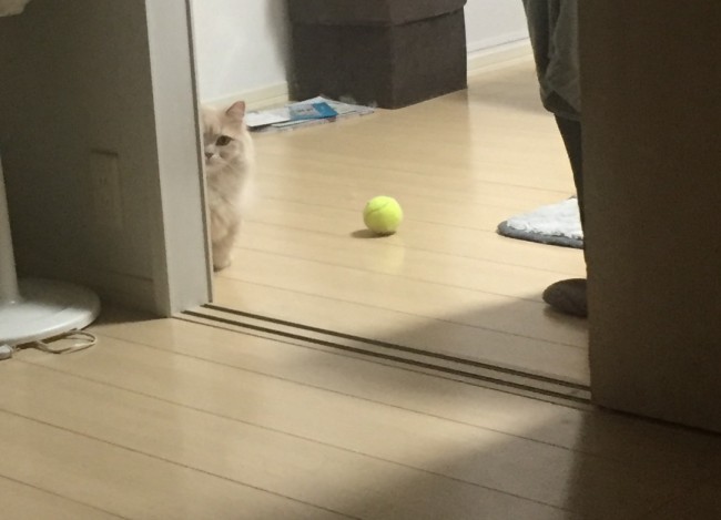 ボール遊びしたいぼにーくん。<br>チラっと顔を出してお誘いしてるのかな？ 控え目なアピールに、思わずキュンとしちゃう♡