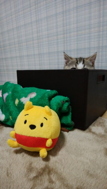 目が合いそうで合わない、ビミョーな角度からのぞき見♡<br>箱からひょこっと出た、ぷぅくんのお耳がかわいすぎる( *´Д｀)