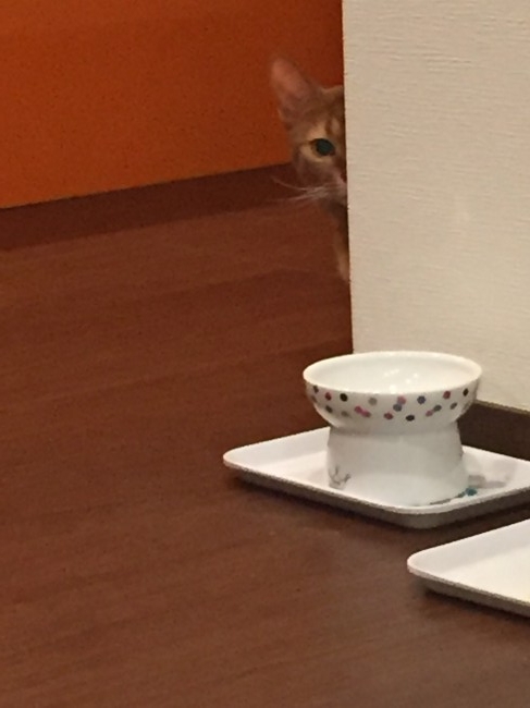 フードボウルの前でごはんおねだり中のviviちゃん♪<br>こんな風にアピールされたら、ついごはんあげすぎちゃうかも！