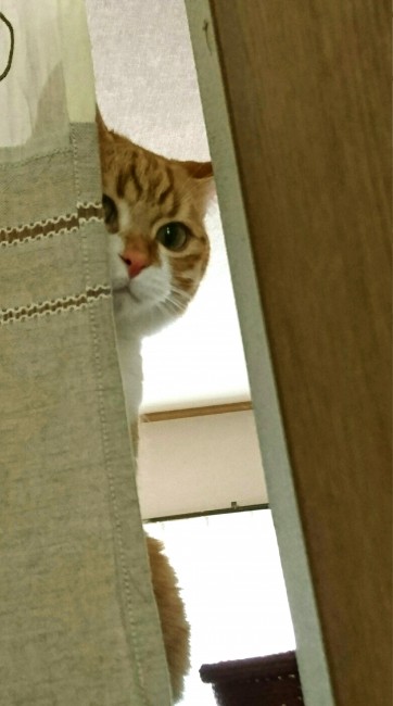 るなくんは、大好きな飼い主さんをじーっと観察中。<br>大好きだからこそ、いつでもどこでもそばにいたいみたい♡