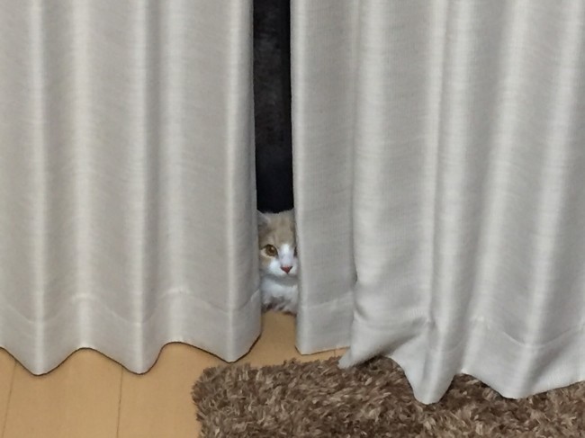 なるとくんは、カーテンの隙間でかくれんぼ♪<br>ほとんど顔が隠れてますが、その愛らしさは隠し切れませんっ！