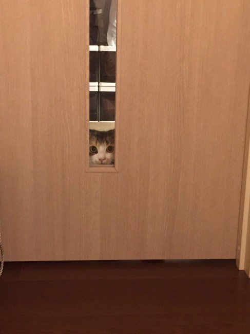 ドアの窓からこちらをのぞき見する、ちゃるちゃん。<br>目をまんまるにして、なにかおもしろいもの見つけられたのかな？