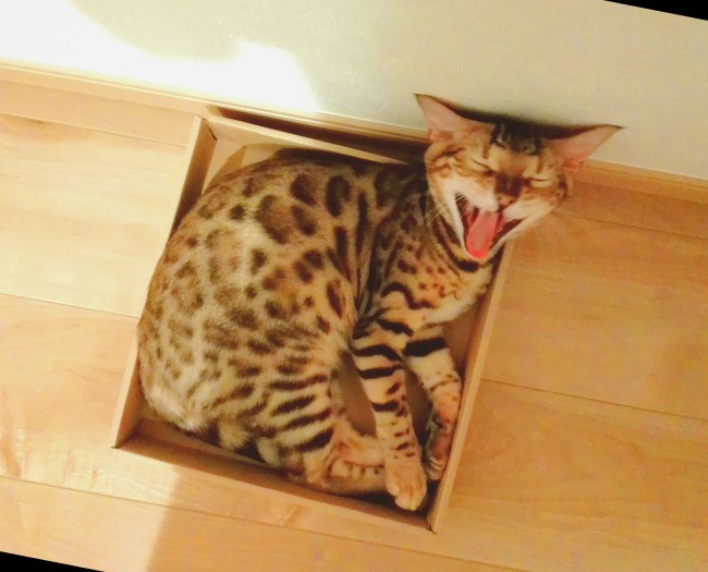 ぴったりザイスの箱でリラックス♡<br>ルビーくん、くつろぎすぎて大あくびまで出ちゃいました(*´〇｀)