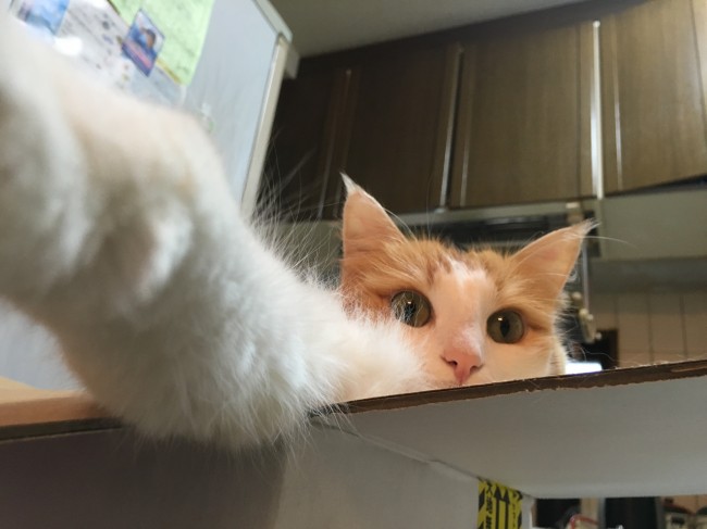 箱を開けると、中にはユーリちゃんの姿が！<br>こんなにかわいいビックリ箱なら、何度でも開けたくなっちゃう♪